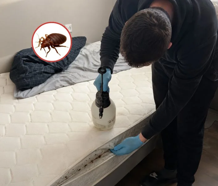 Technicien traitant un matelas contre les punaises de lit à Baulne